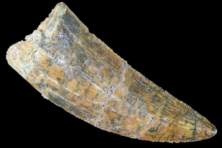 Serrated, Juvenile Carcharodontosaurus Tooth #84420